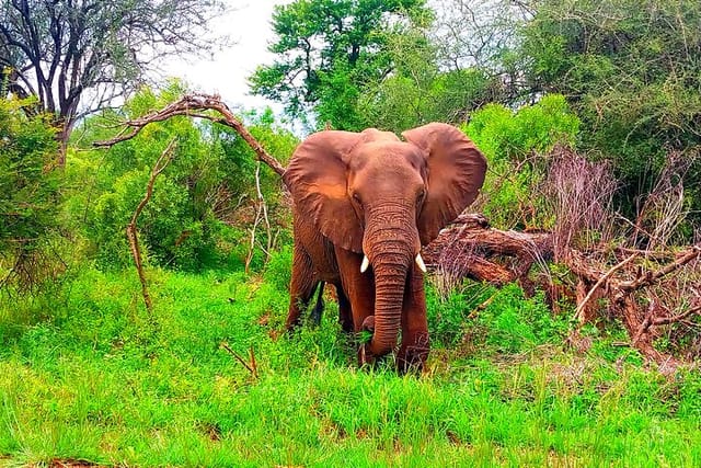 Kruger National Park Full Day Guided Tour - Photo 1 of 9